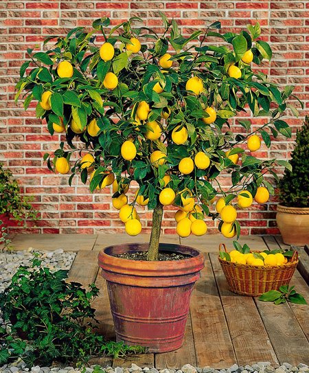 how-to-grow-lemon-tree-in-pot-at-home.jpg