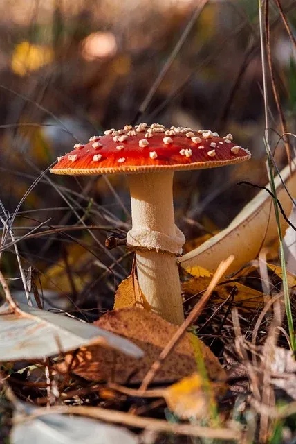 toadstool-8362901_640.webp