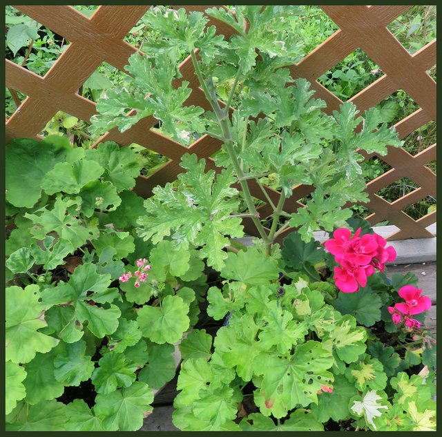 1st blooms on geraniums.JPG