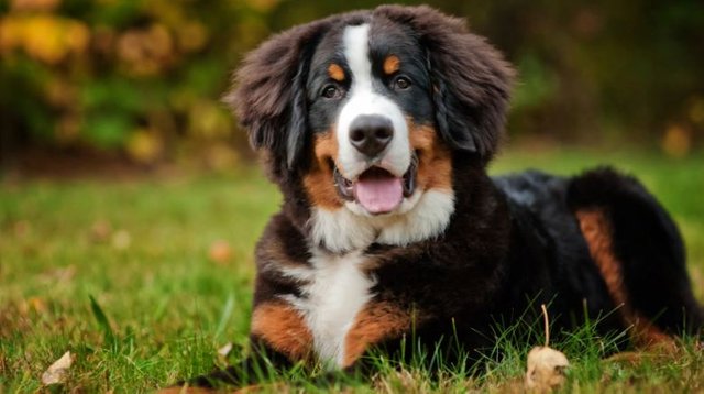 Bernese-Mountain-Dog-Top-Popular-Beautiful-Dog-Breeds-in-The-World-2018.jpg