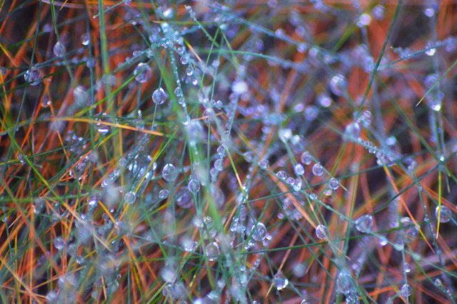dewdropdgrass.jpg