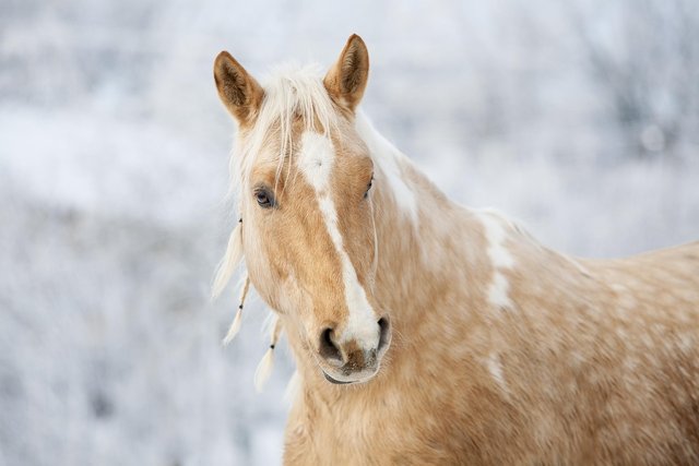 horse-3054683_1280.jpg