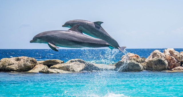 dolphins-906175_1280.jpg