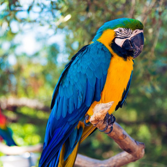 close-up-of-gold-and-blue-macaw-perching-on-tree-962288862-5b50073e46e0fb0037c23c23.jpg