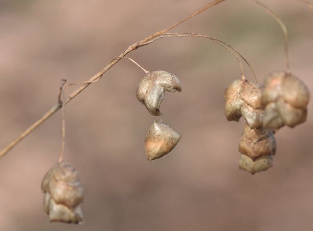 quacking grass macro dry 1.jpg