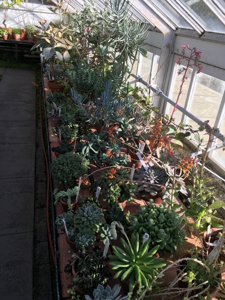 Smith Greenhouses - cactus room4 crop January 2020.jpg