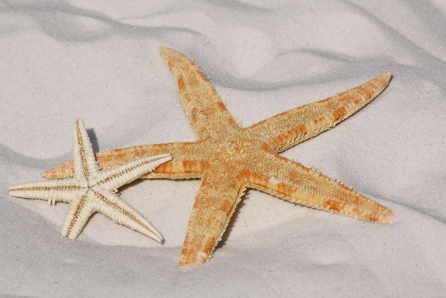 starfish-343791_1280.jpg