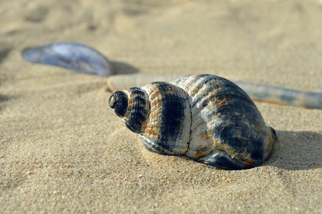 shellfish-9710628_1280.jpg