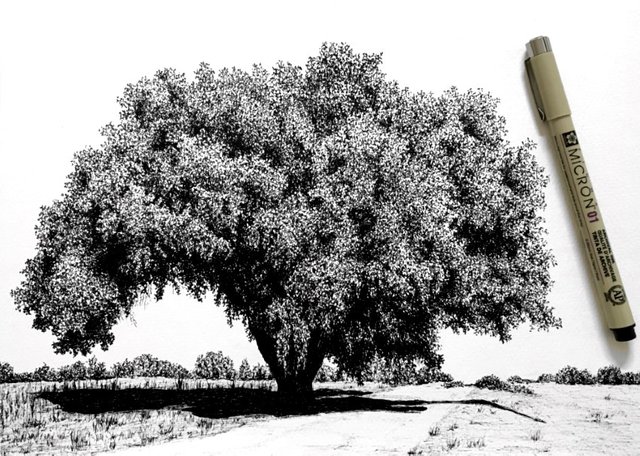 oak-tree-pen-drawing.jpg
