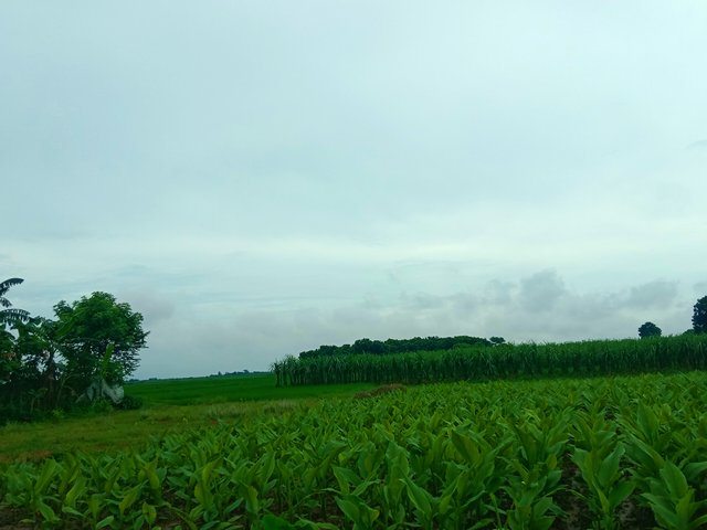 IMG_20250724_210421.jpg