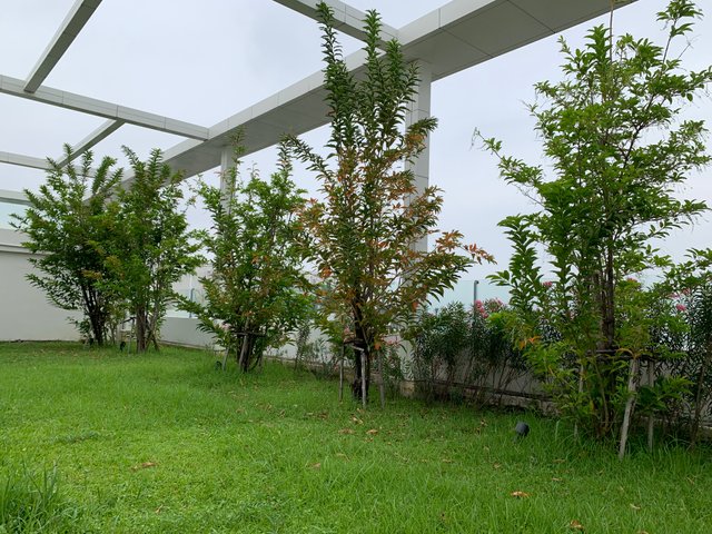 garden105.jpg