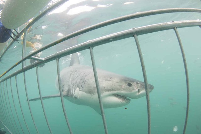 White shark cage diving in Gansbaai.jpg