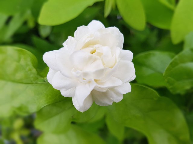 Arabian-jasmine.jpg