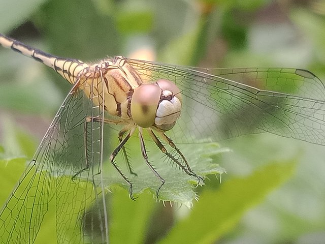 IMG20250715071820.jpg