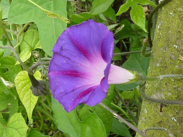 800px-P1000438_Ipomoea_purpurea_(Morning_Glory)_(Convolvulaceae)_Flower_(violet,_side).jpg
