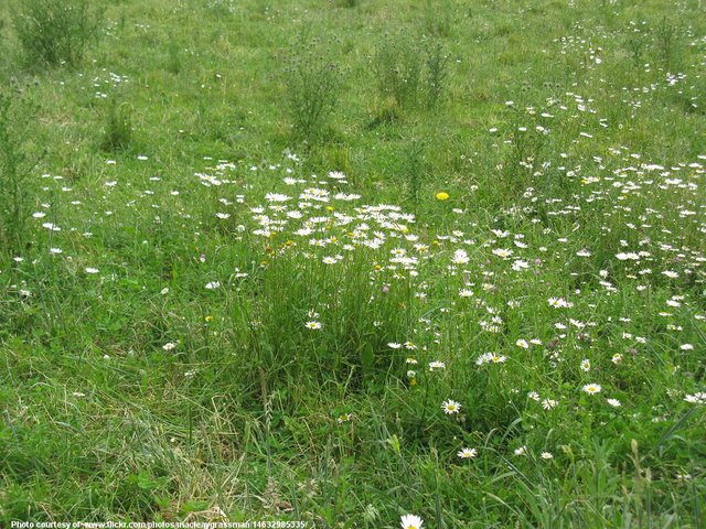 WildDaisies-001-040819.jpg