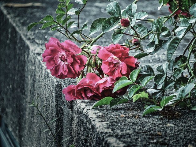 DSC08427_3.jpg