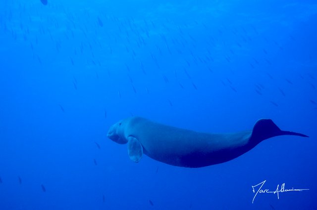 dugong6.jpg