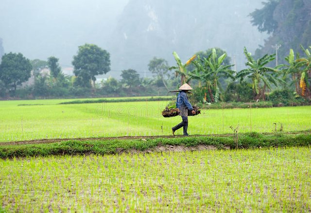 rice-field-vietnam-ninh-binh-rice-paddy-natural-landscape-42118888.jpg