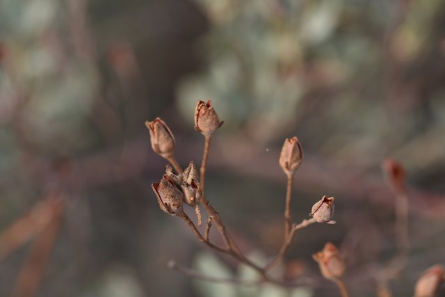 drystuff buds bokeh 1.jpg