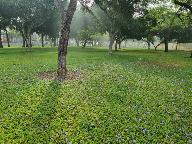 20250526_071521.jpg