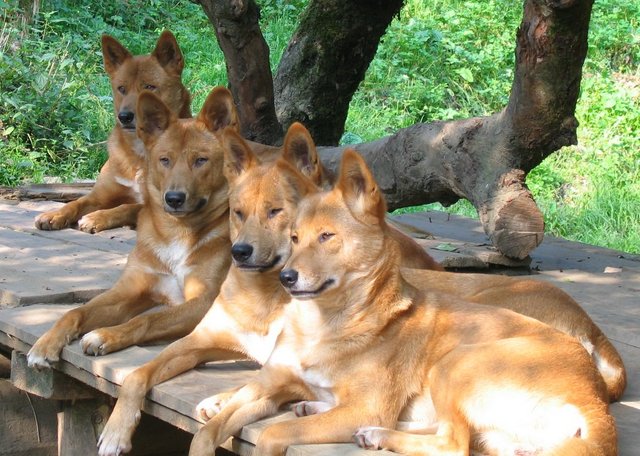 4_Dingos.jpg