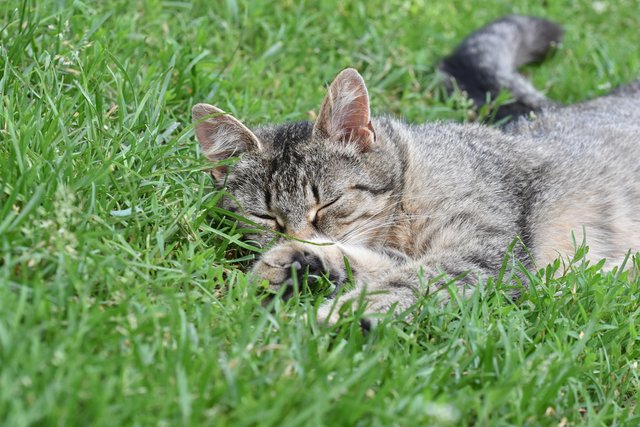 kitty stretching grass 2.jpg
