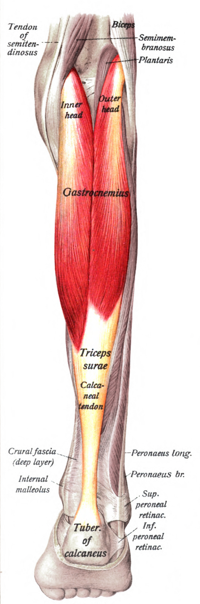 Sobo_1909_303_-_Gastrocnemius_muscle.png