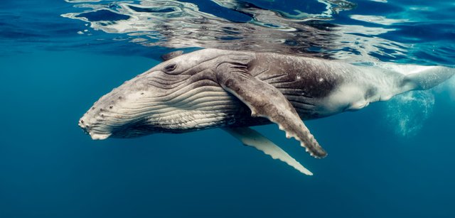 header-humpbacks-and-grays.jpg