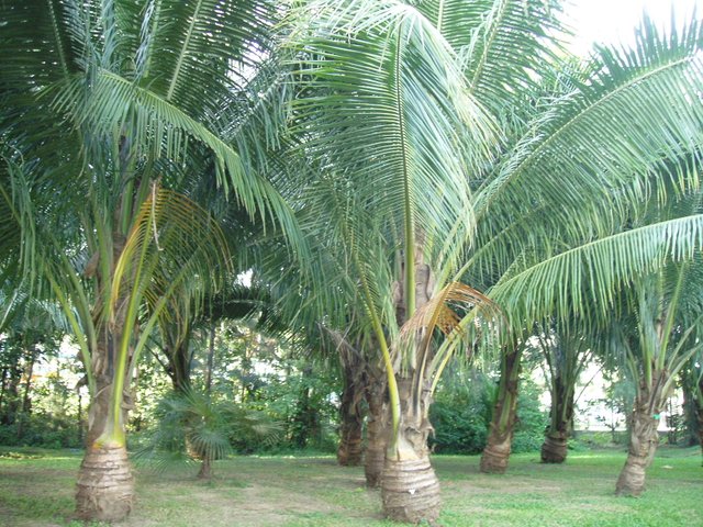 Queen Sirikit Park coconut trees