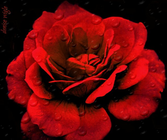 #1 rose.jpg