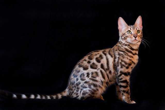 bengal-cat-2934716_1280.jpg