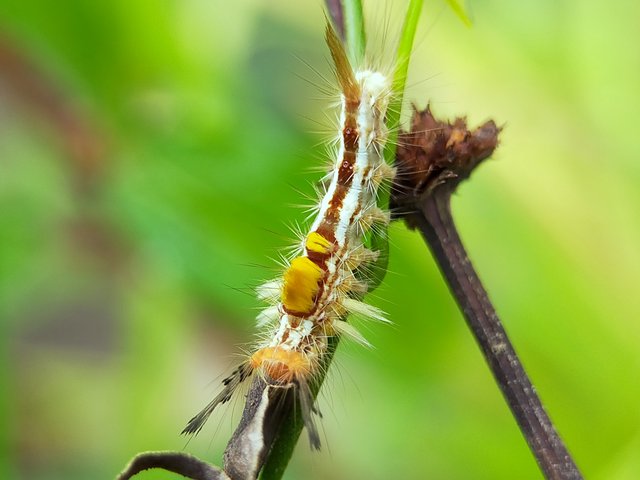 Caterpillars (12).jpg