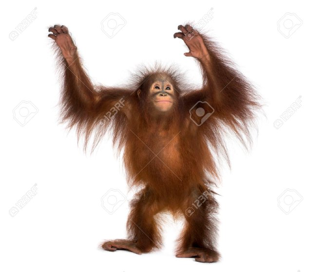 25983295-young-bornean-orangutan-standing-reaching-up-pongo-pygmaeus-18-months-old-isolated-on-white.jpg