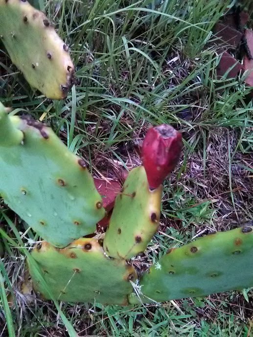 cactus pear.jpg