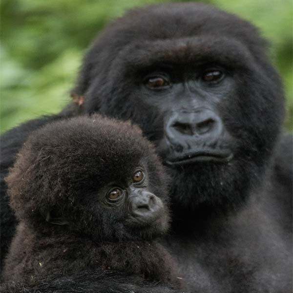 Mountain Gorillas .jpg