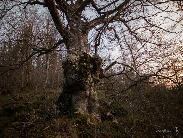 witch oak - by priscilla Hernandez (yidneth.com) - Priscilla Hernandez.jpg