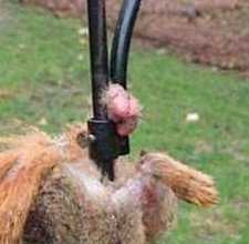 pix Squirrel Balls Trapped caught by the balls steemit