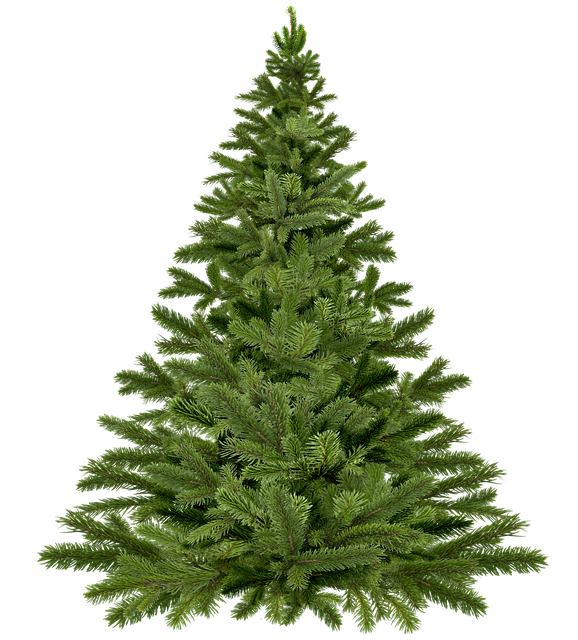 christmas-tree-1796131_640.png