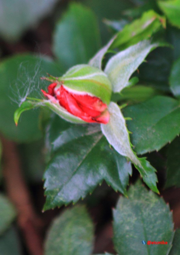 red rose bud M24_0018.JPG