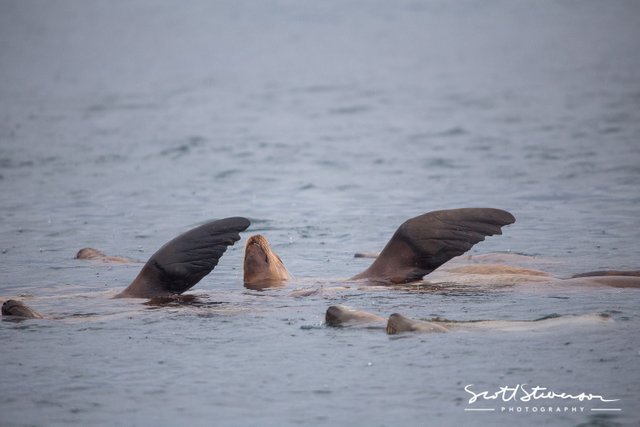 Stellar Sea lion-2.jpg