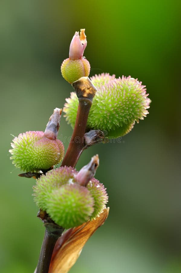 canna-fruit-13704799.jpg