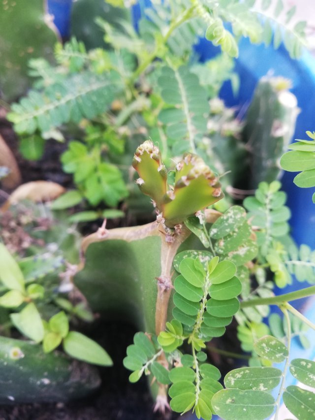 IMG_20201219_083817.jpg