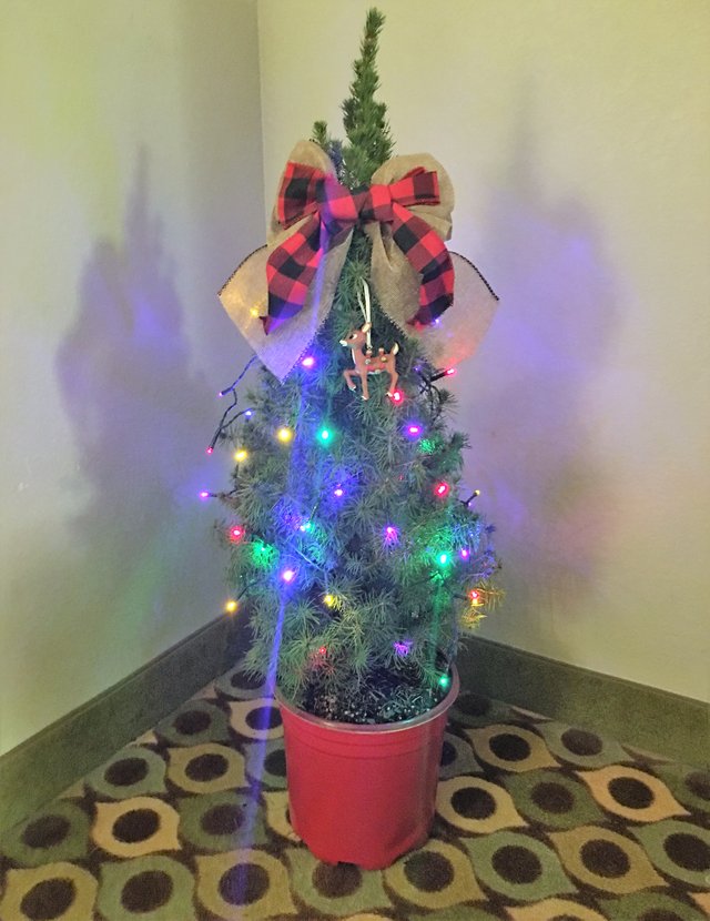 christmas tree.JPG
