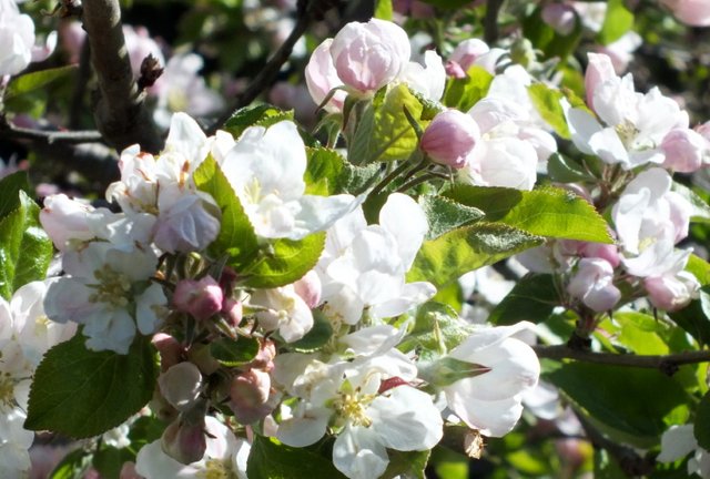 x893-Apples1.JPG