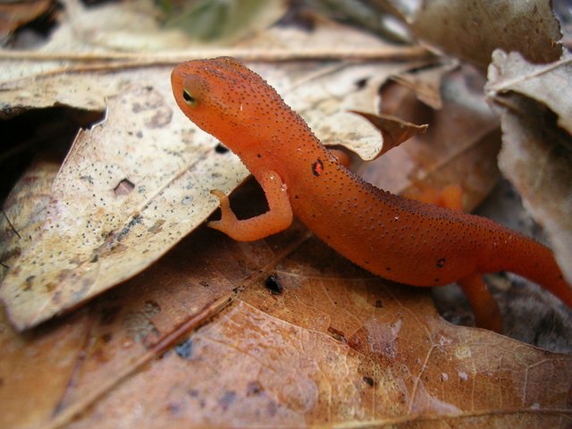 red-spotted-newt-notophthalmus-viridescens_800.jpg