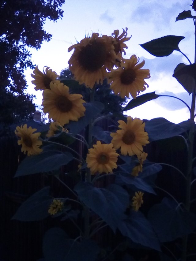 sunflowers 23 8 2018.jpg