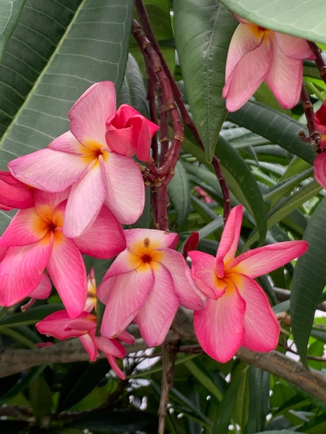 flower101.jpg
