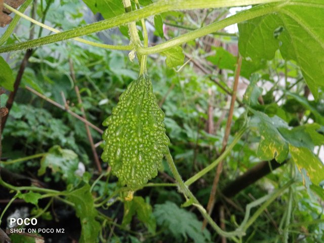 IMG_20250706_182629.