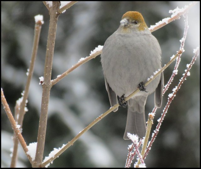 close up female pine grosbeak on frosty branch head turned to side puffed up.JPG